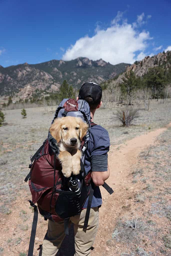 a man traveling along with his dog inside his backpack