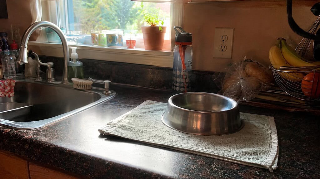 A single clean pet bowl set on a dish towel to dry beside a kitchen sink in warm daylight from the window