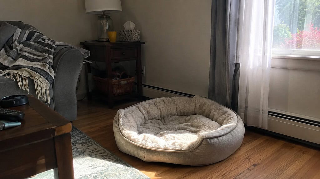 An empty pet bed left undisturbed in a quiet corner of a living room with soft afternoon light falling across it